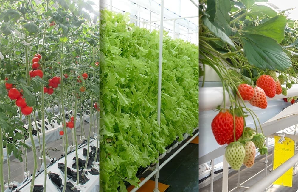 どんな植物も栽培可能